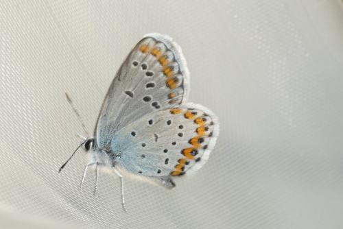 Réf. 183 409 : Plebejus argyrognomon